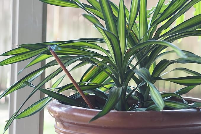 Flora-Scent Organic Outdoor Bug Repellent | 12-Count | 3 Hour Protection